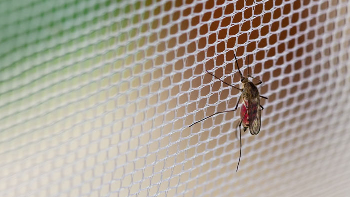 Bird Netting In Hyderabad